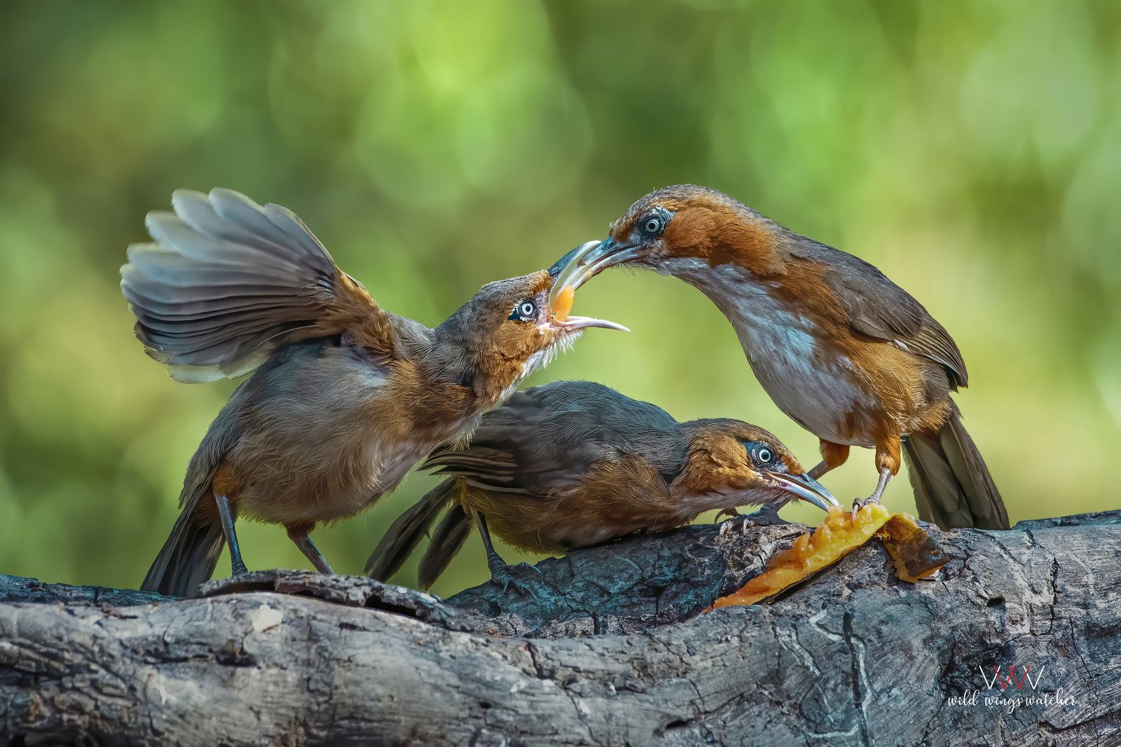 Rusty cheeked Scimitar Babbler feeding 001